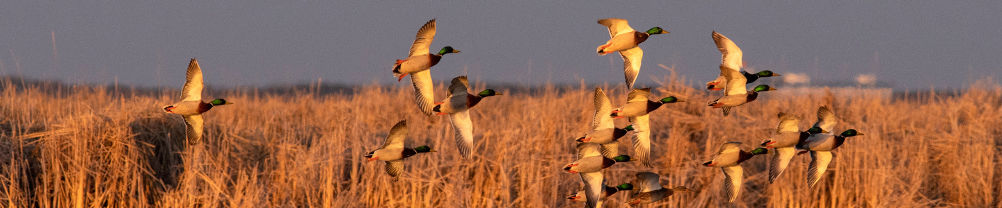 Ducks Unlimited Canada