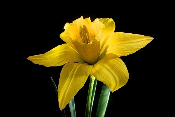 Daffodil Month | Mois de la jonquille