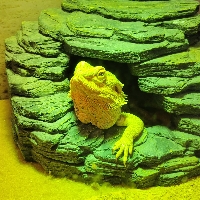 Team Bearded Dragon profile picture